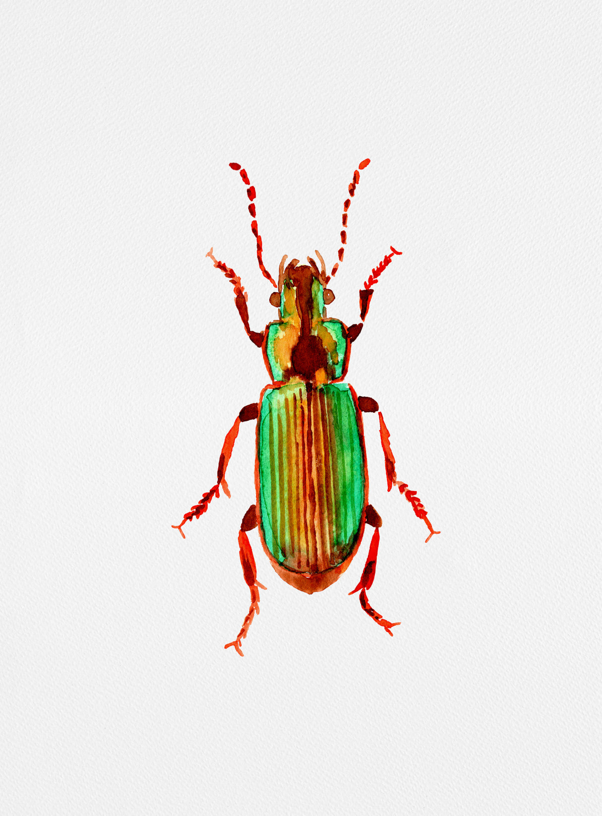 Carabidae ground beetle or Harpalus distinguendus Poster och Canvastavla