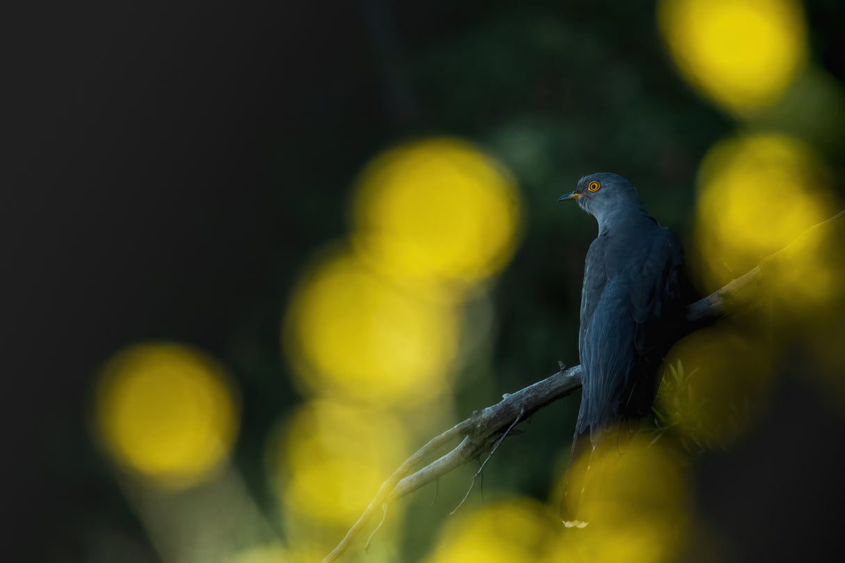 Common cuckoo Poster och Canvastavla
