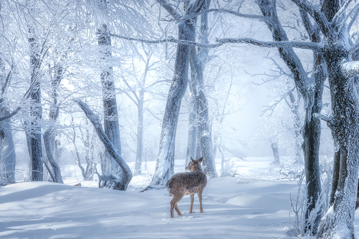 The Sika Deer in the Snowy Forest Poster och Canvastavla