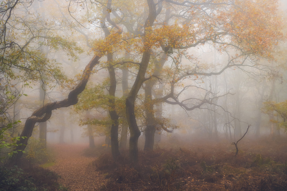 Autumn sphere Poster och Canvastavla