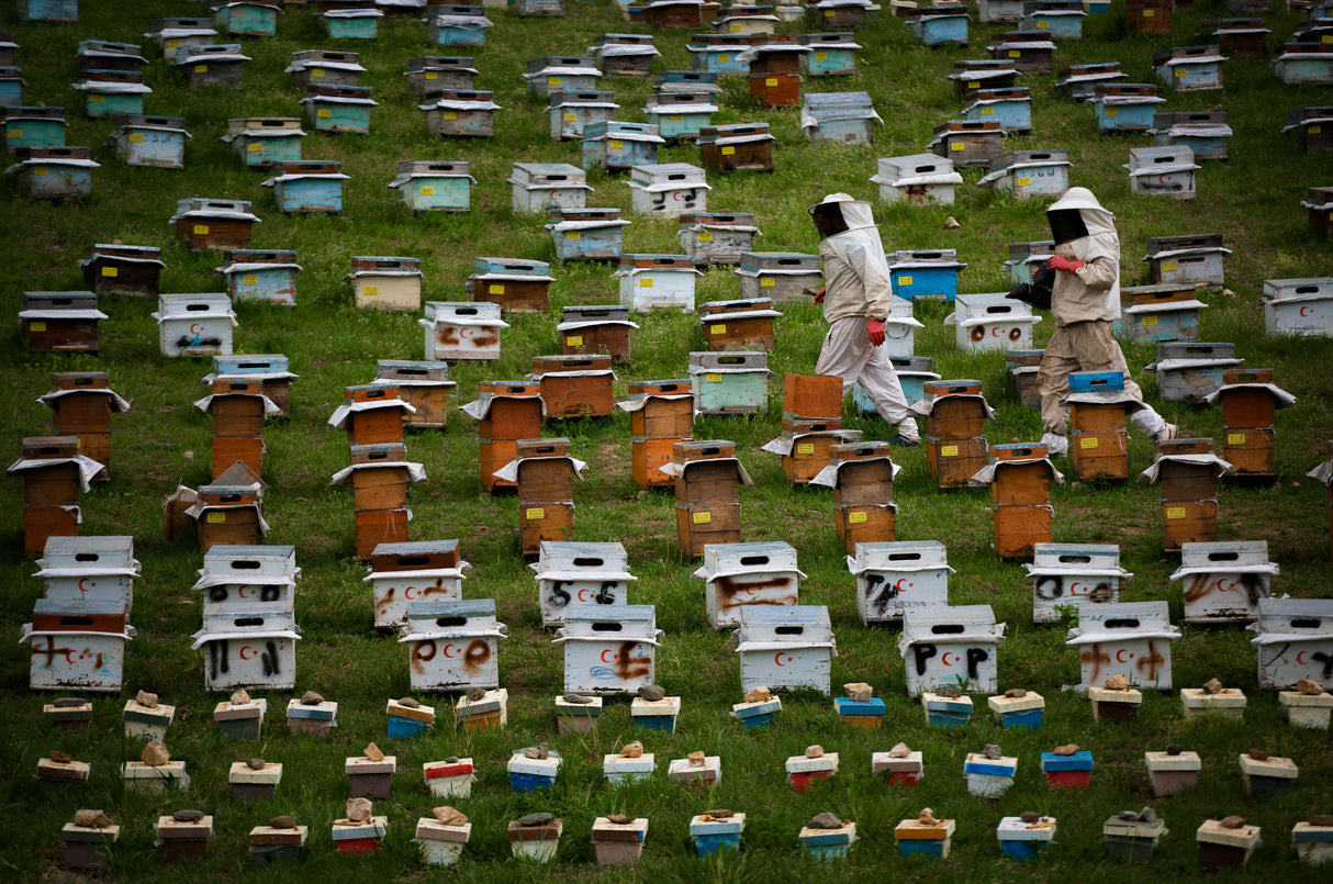 City of Bees Poster och Canvastavla