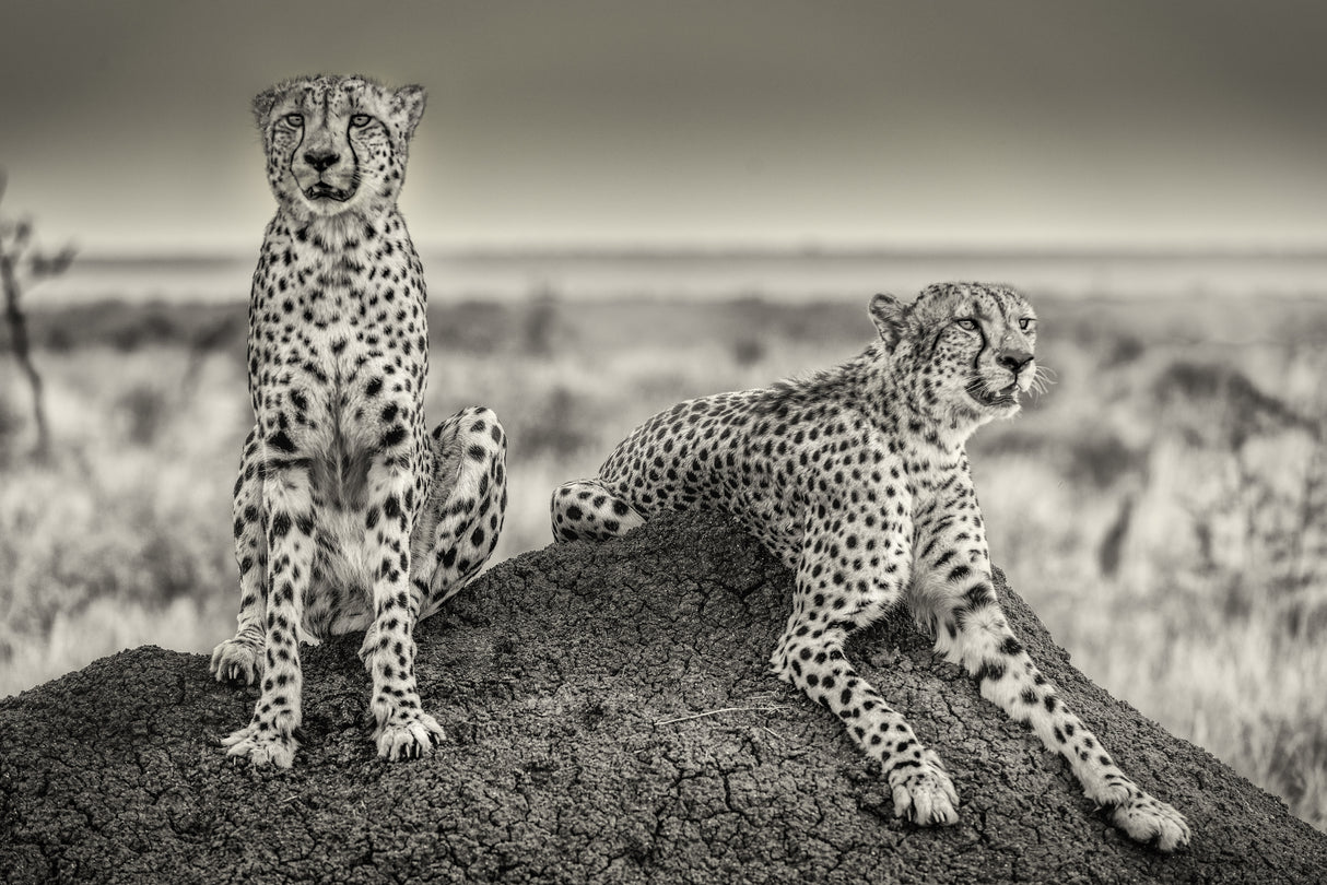 Two Cheetahs watching out Poster och Canvastavla