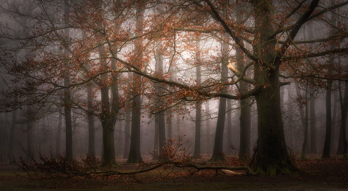 Foggy memory of the past Poster och Canvastavla