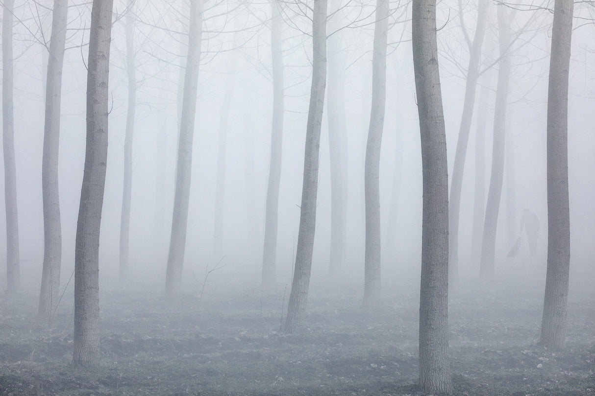 Into the fog Poster och Canvastavla