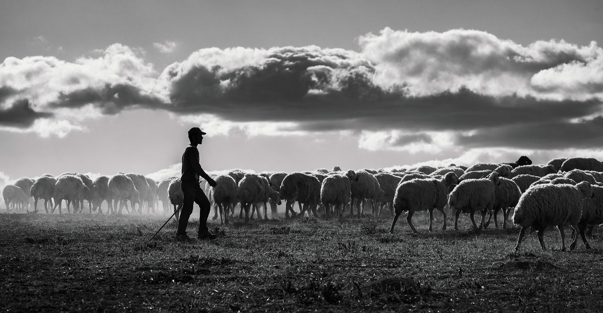 Shepherd Poster och Canvastavla