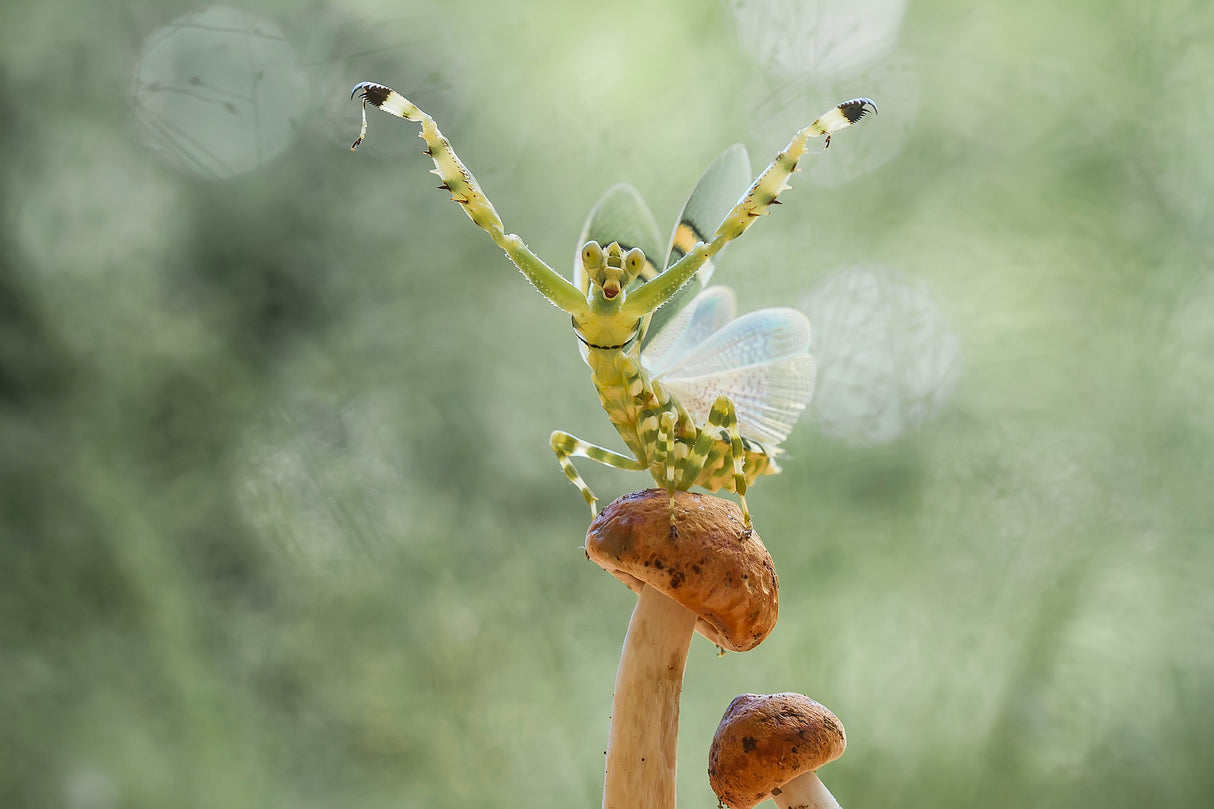 Wings Develop of Mantis Poster och Canvastavla