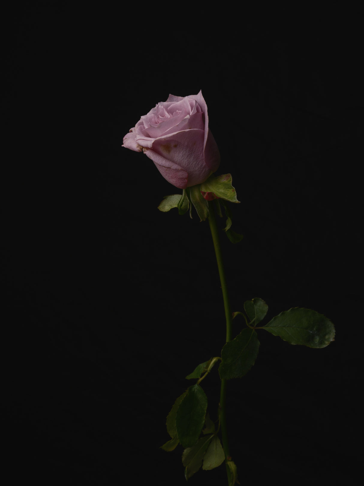 Pink Rose Poster och Canvastavla