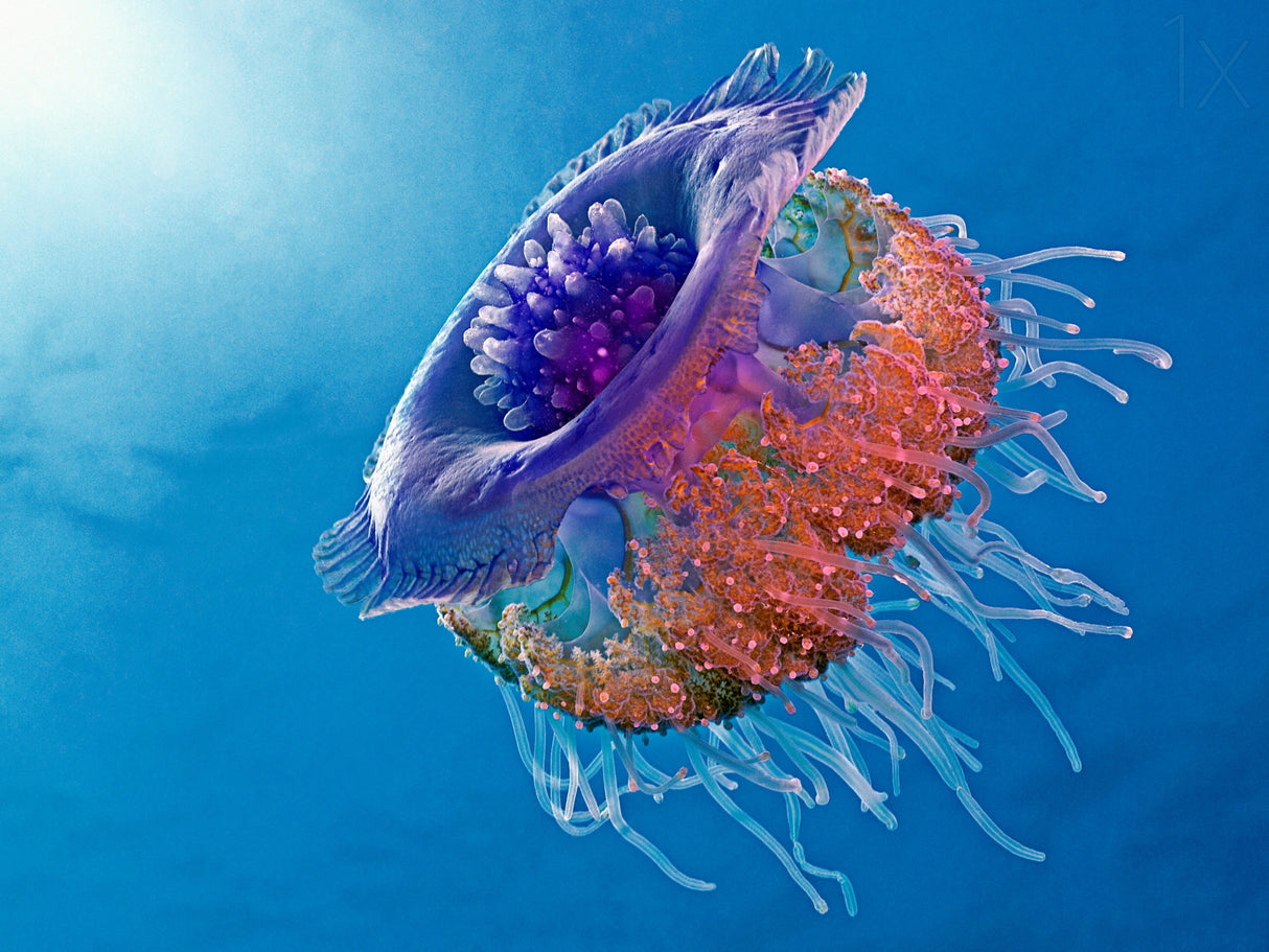 Crown Jellyfish Poster och Canvastavla