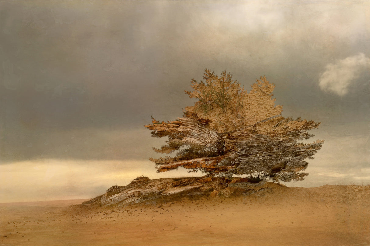 Pine and dunes Poster och Canvastavla