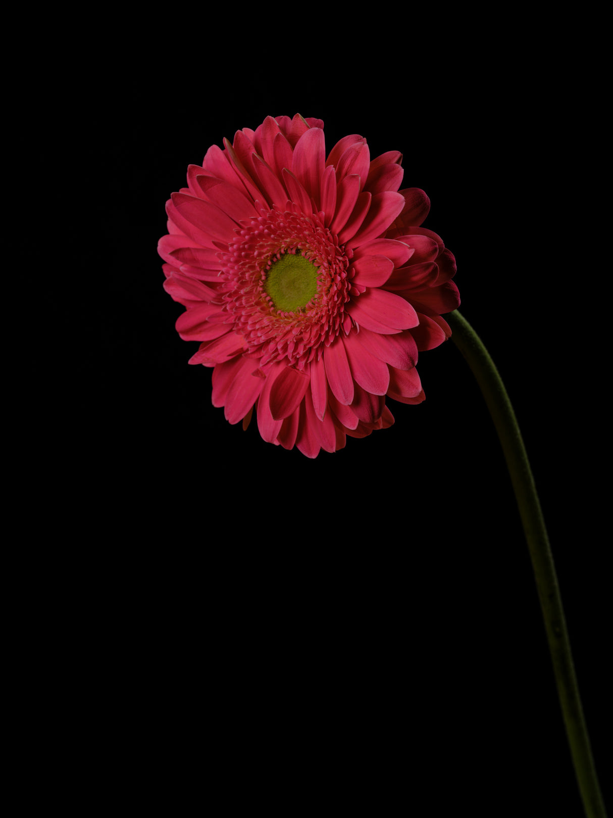 Beautiful flower Poster och Canvastavla