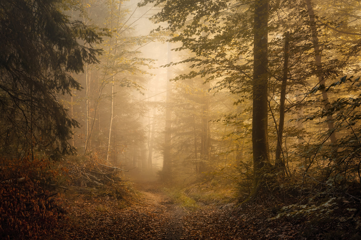 Autumnal Woodland Poster och Canvastavla