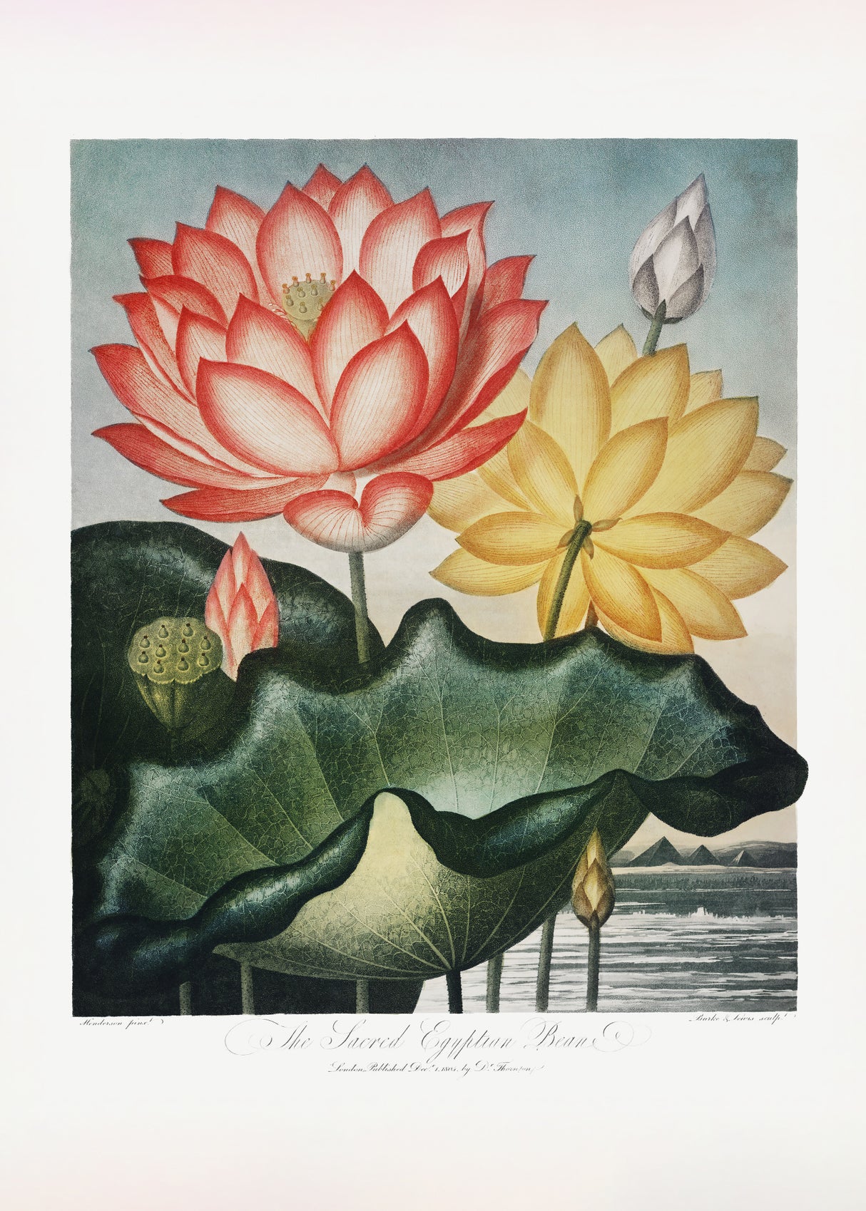 The Sacred Egyptian Bean from The Temple of Flora (1807) Poster och Canvastavla