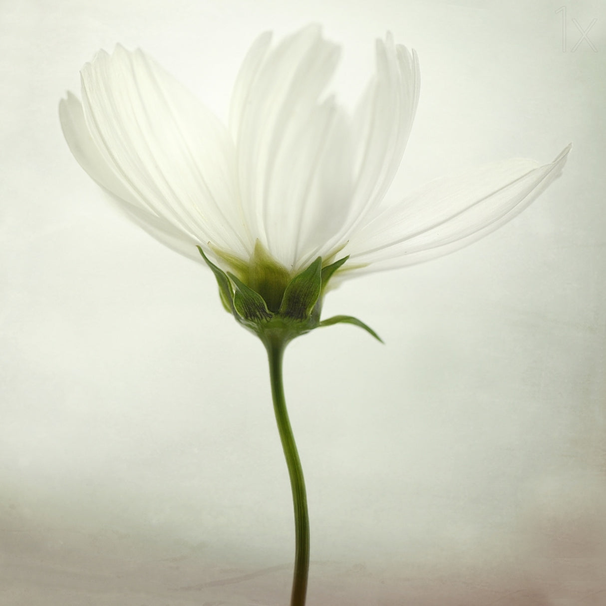 White cosmos Poster och Canvastavla
