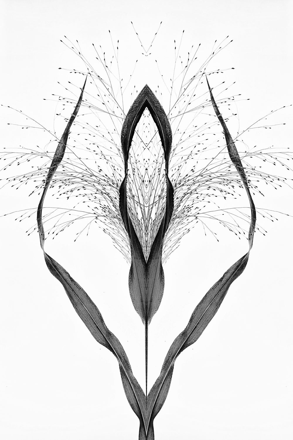 Black grass Poster och Canvastavla