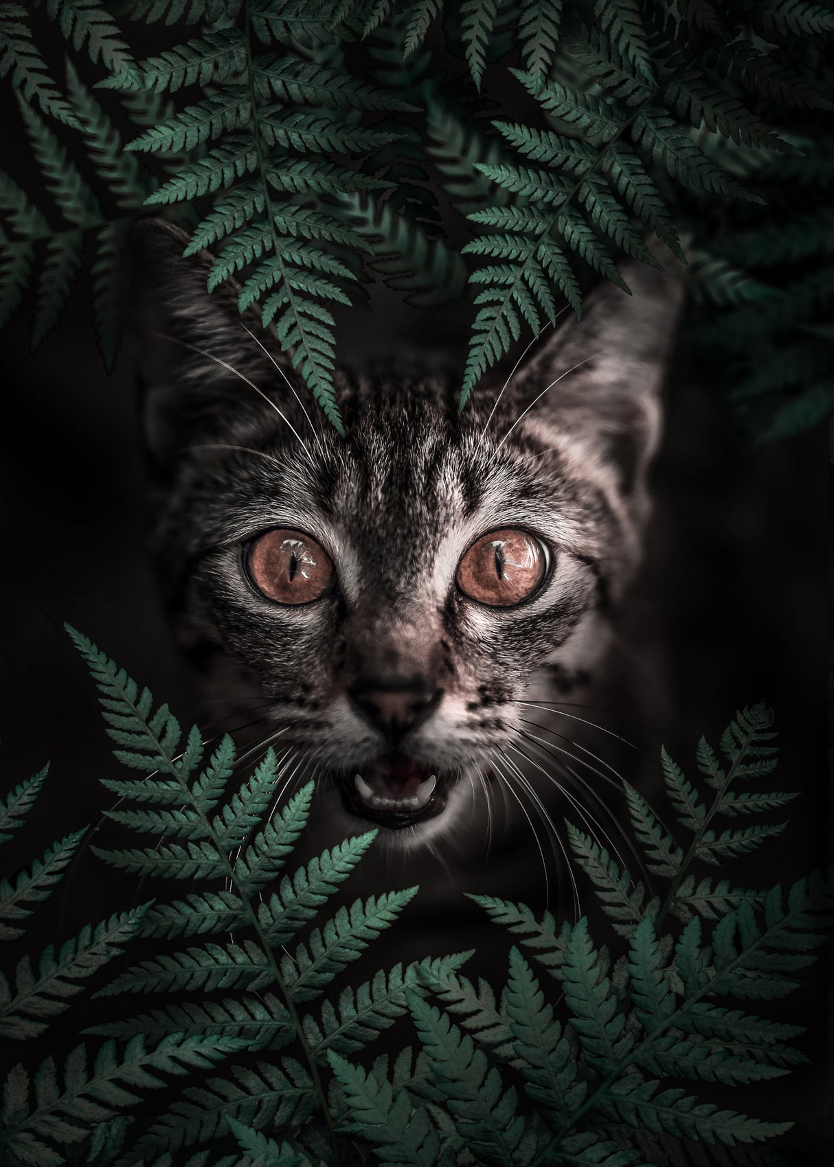 Kitty Cat Poster och Canvastavla
