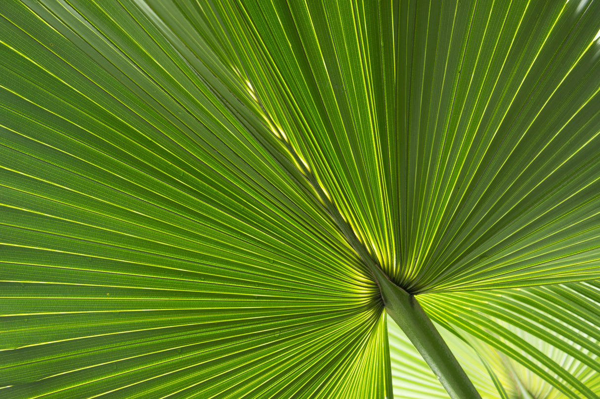 Fan Palm Leaves Photo 01 Poster och Canvastavla