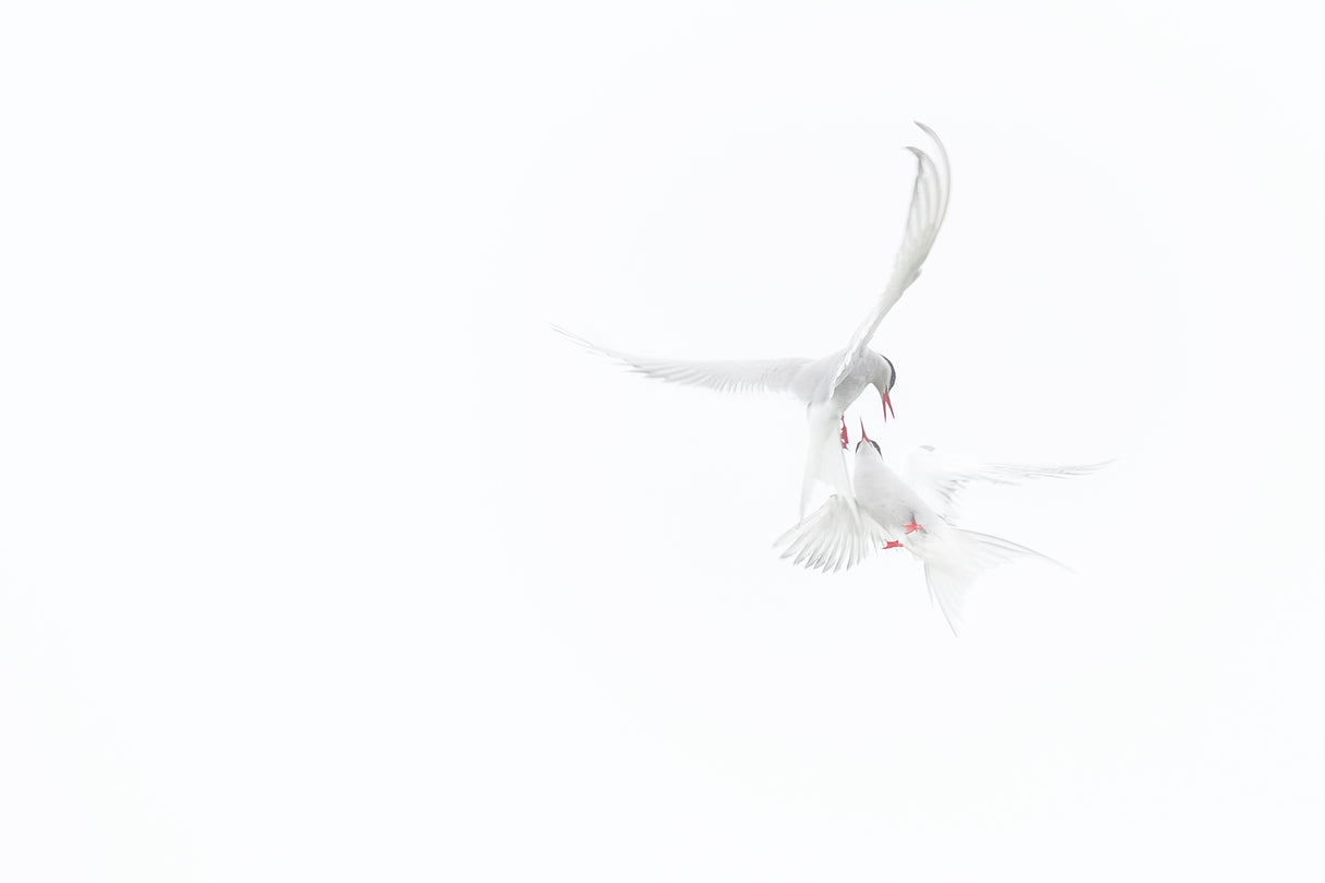 Arctic Terns Poster och Canvastavla