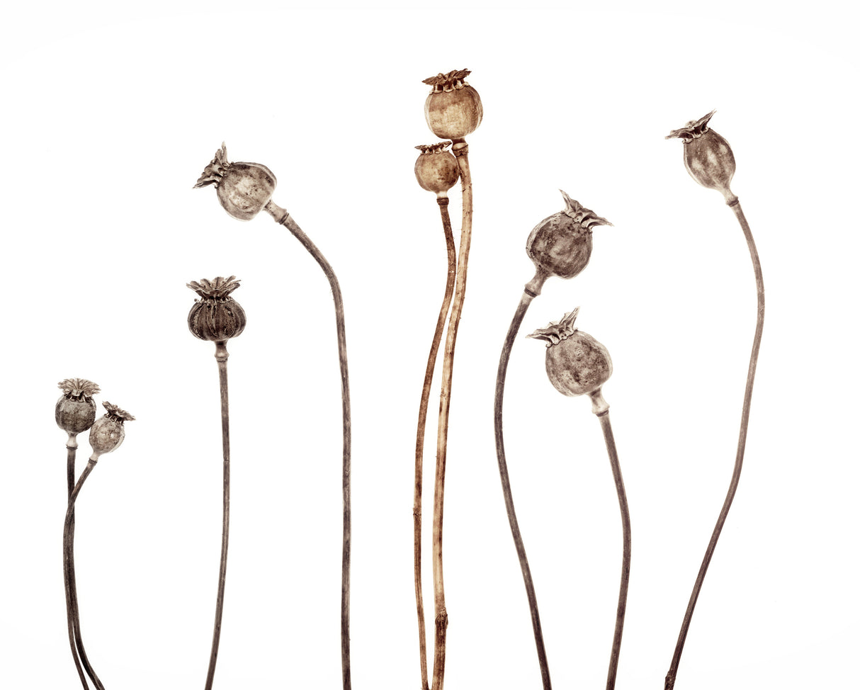 Poppies Poster och Canvastavla