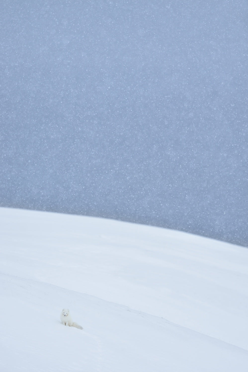 Snowy arctic fox in Svalbard Poster och Canvastavla