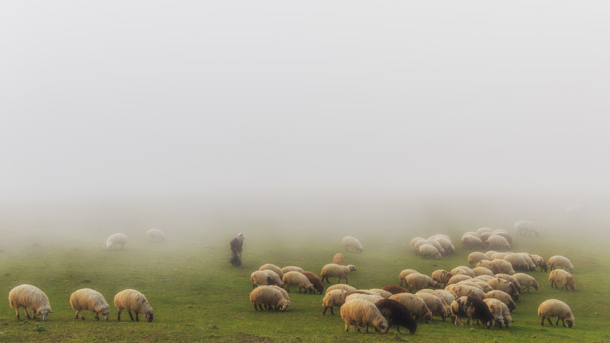 Old shepherd and fog Poster och Canvastavla