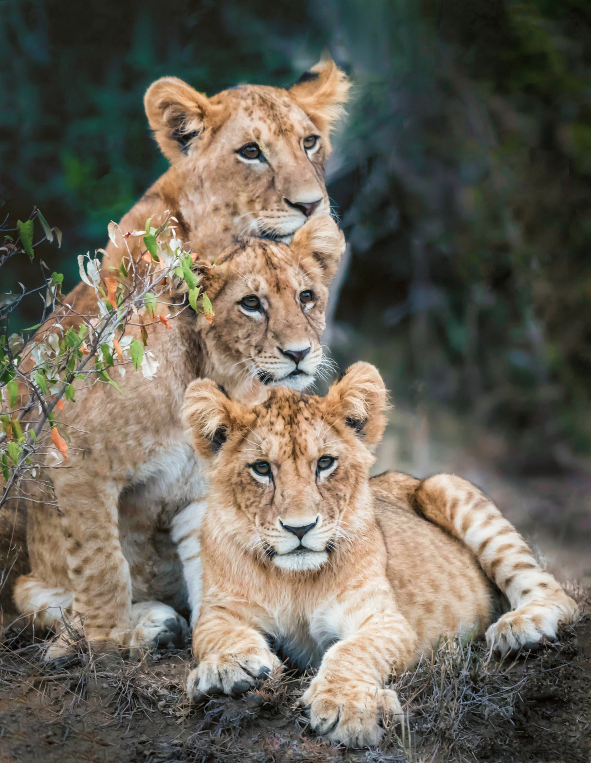 Lion cubs Poster och Canvastavla