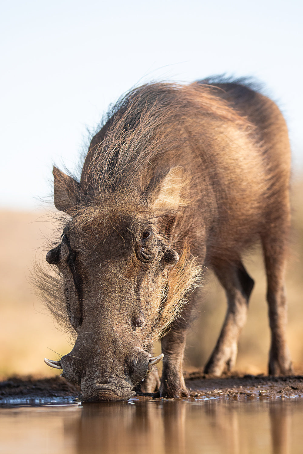 What a hot day Poster och Canvastavla