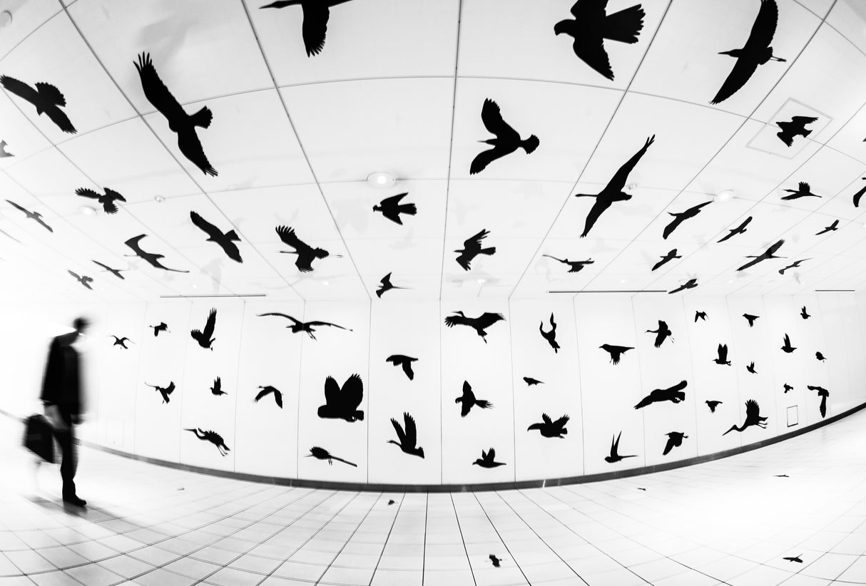 The street of birds Poster och Canvastavla