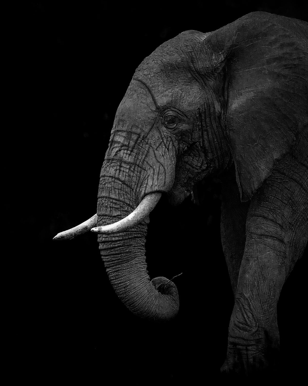 BW elephant Poster och Canvastavla