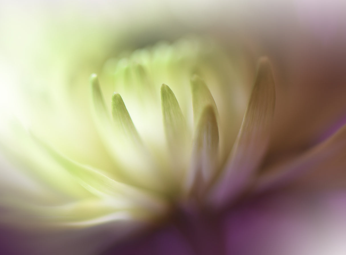 Dance in the Light.. Poster och Canvastavla