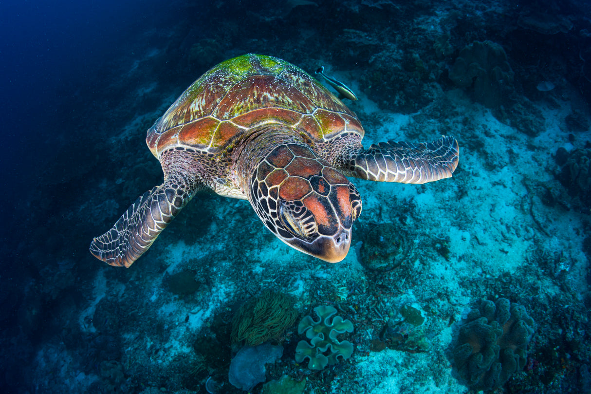Green turtle from Sauwandarek Poster och Canvastavla