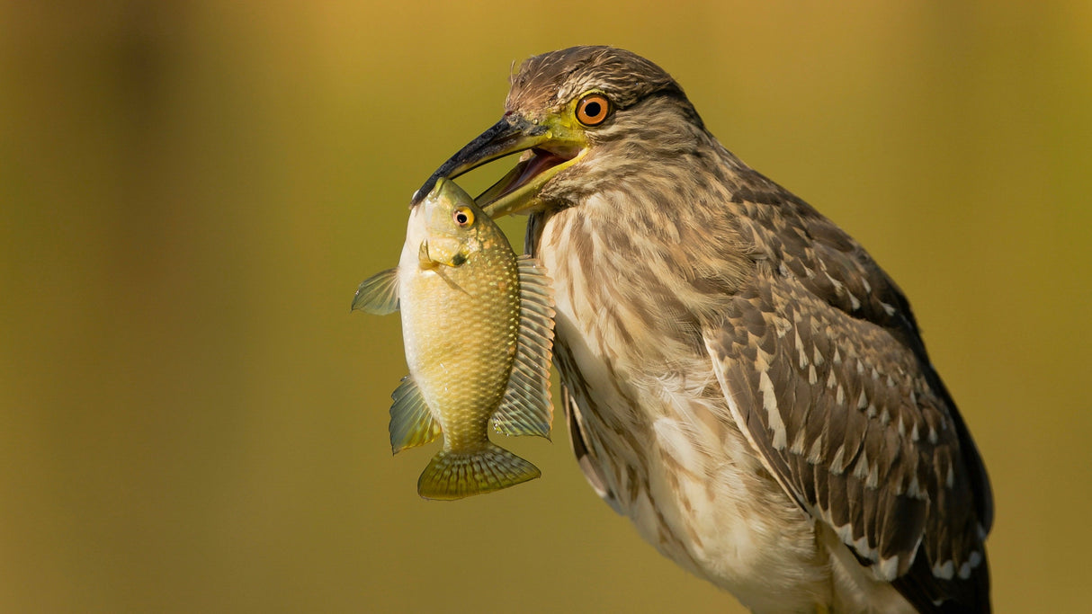 Night heron Poster och Canvastavla