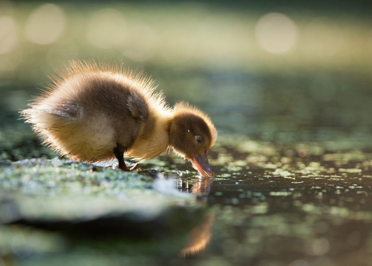 Duck Poster och Canvastavla