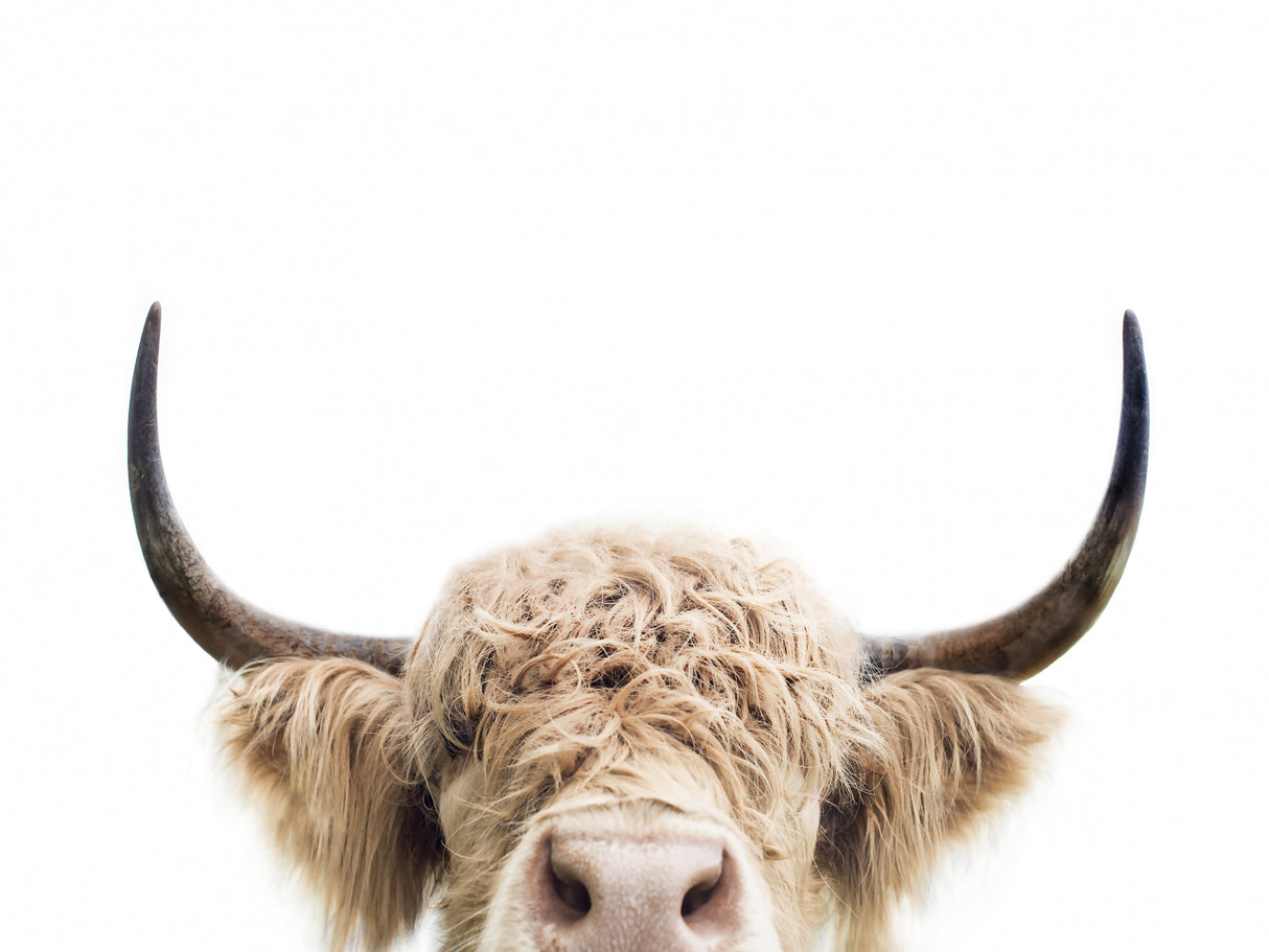 Peeking Cow Poster och Canvastavla