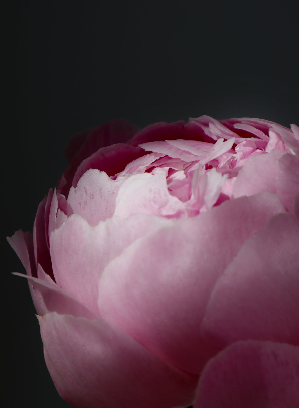 Moody pink peony II Poster och Canvastavla