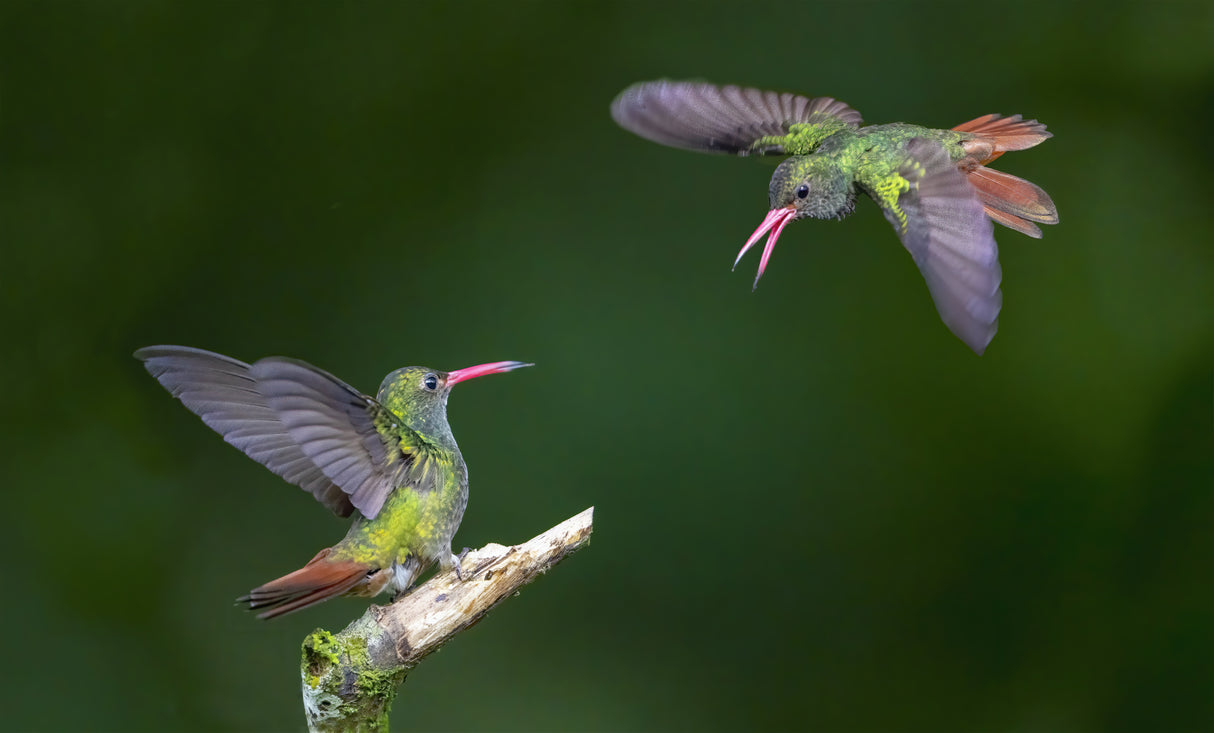 Hummingbirds Poster och Canvastavla