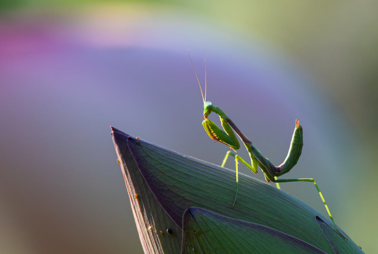 Mantis Poster och Canvastavla