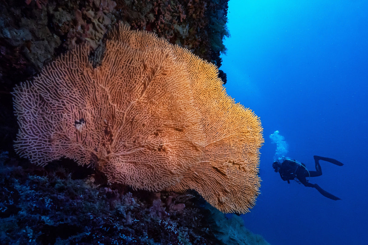 Colors of the deep Poster och Canvastavla