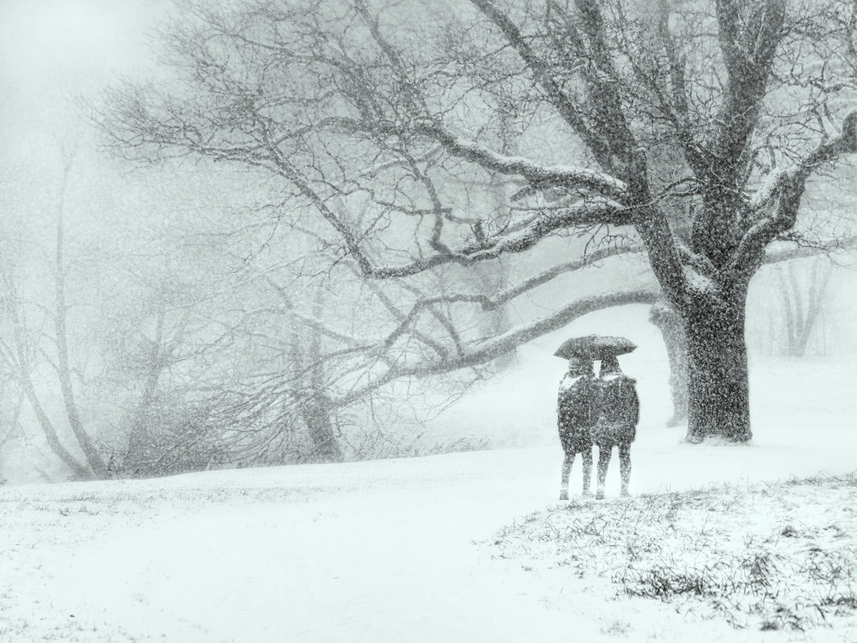 Through the snowfall Poster och Canvastavla