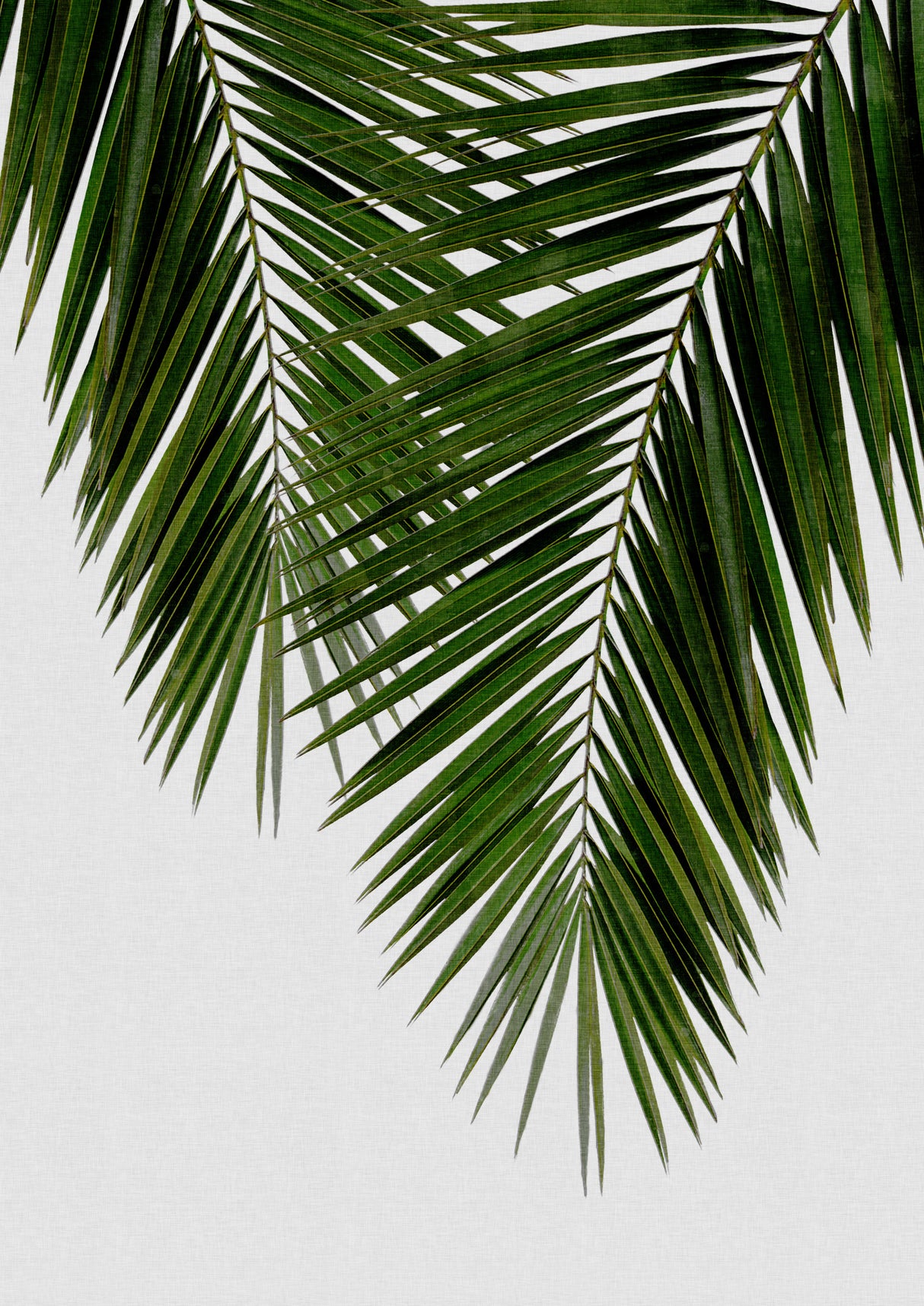Palm Leaf II Poster och Canvastavla