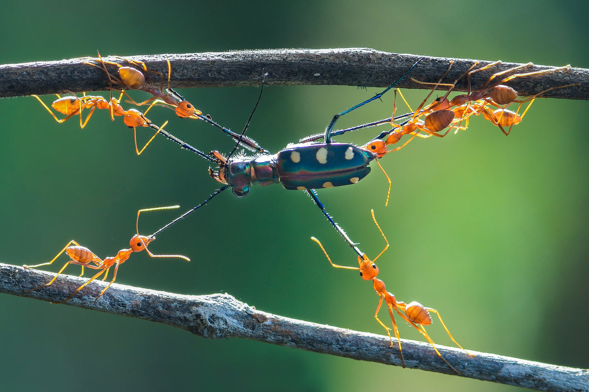 teamwork Poster och Canvastavla
