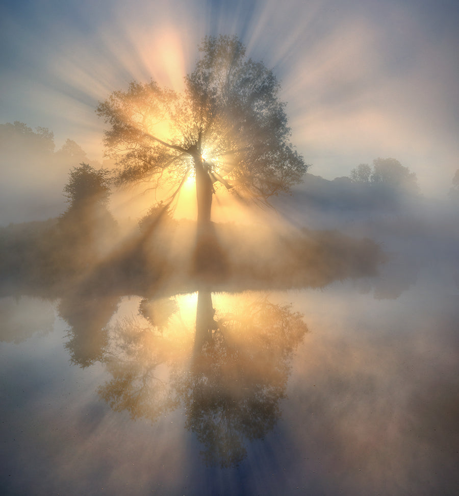 Tree of light Poster och Canvastavla