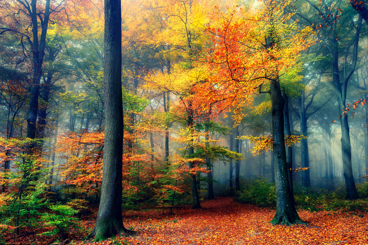 Autumn Poster och Canvastavla
