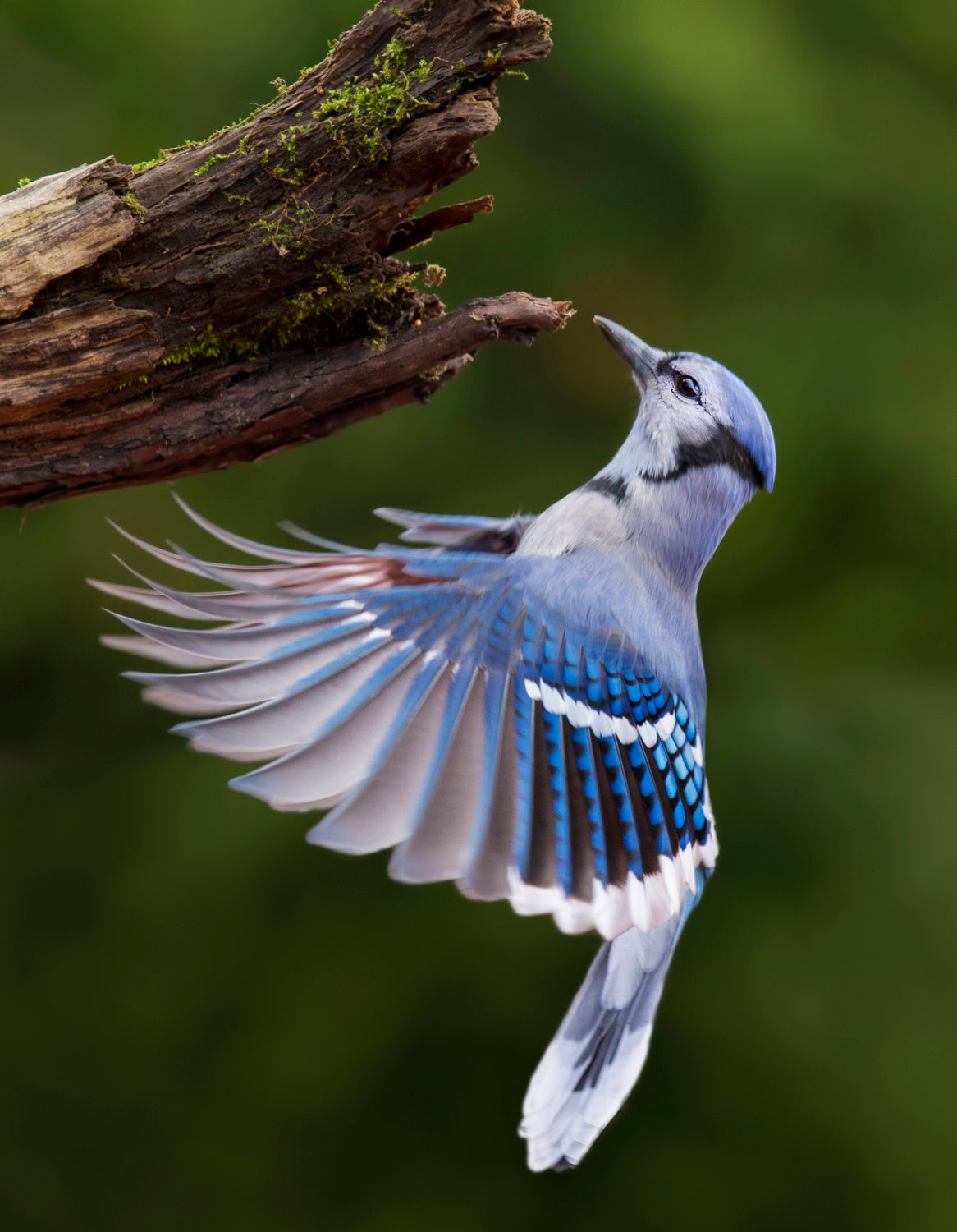 Blue Jay in Flight Poster och Canvastavla