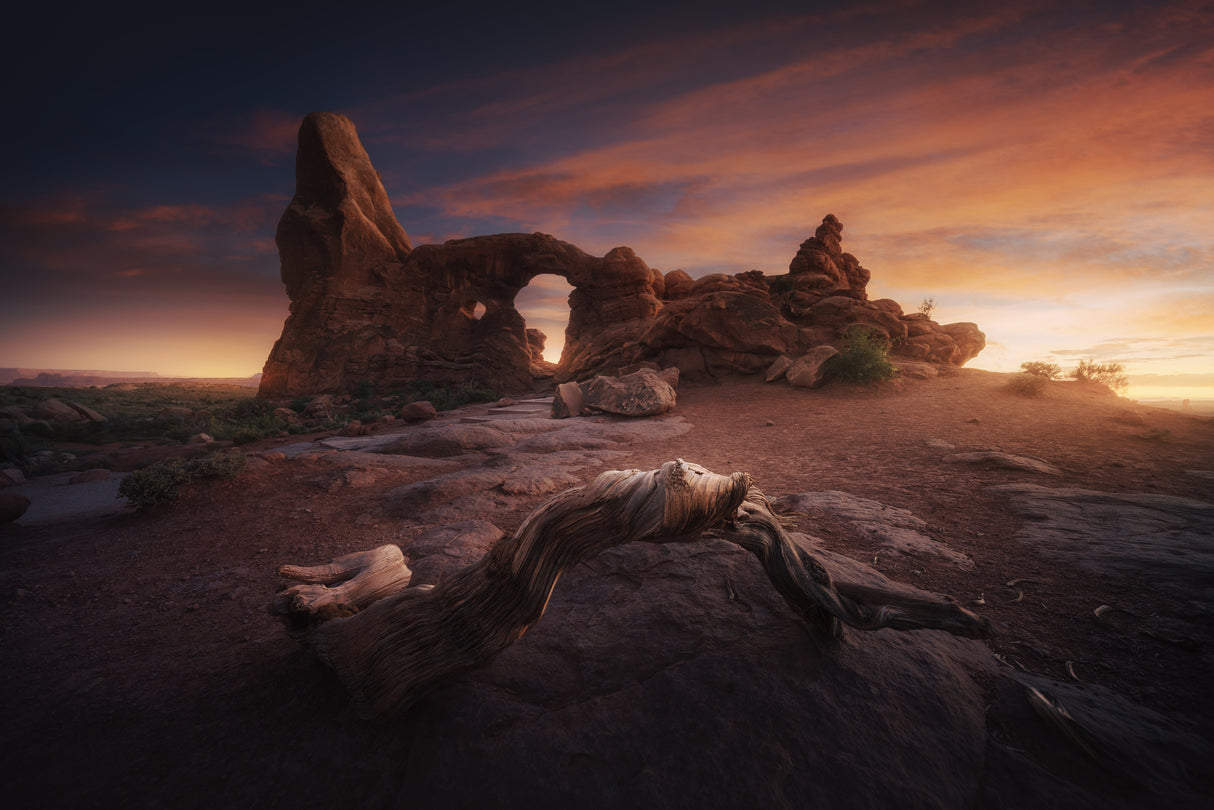 Roots of Arches. Poster och Canvastavla