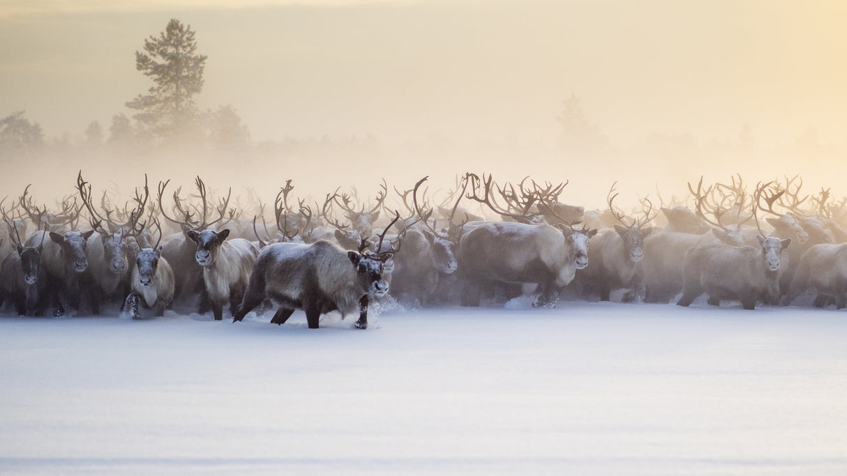 The herd is approaching Poster och Canvastavla