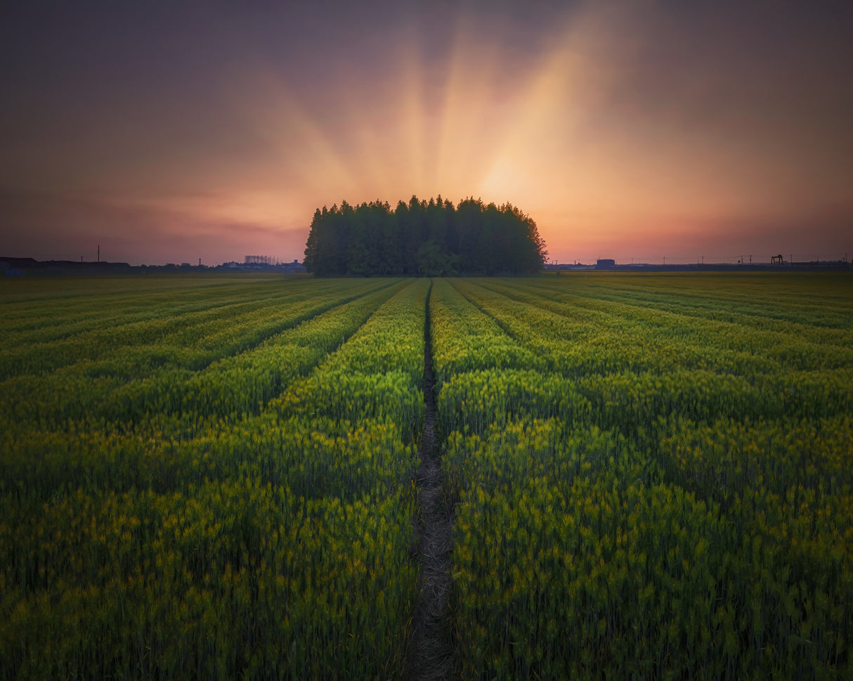 Sunset on barley farmland Poster och Canvastavla