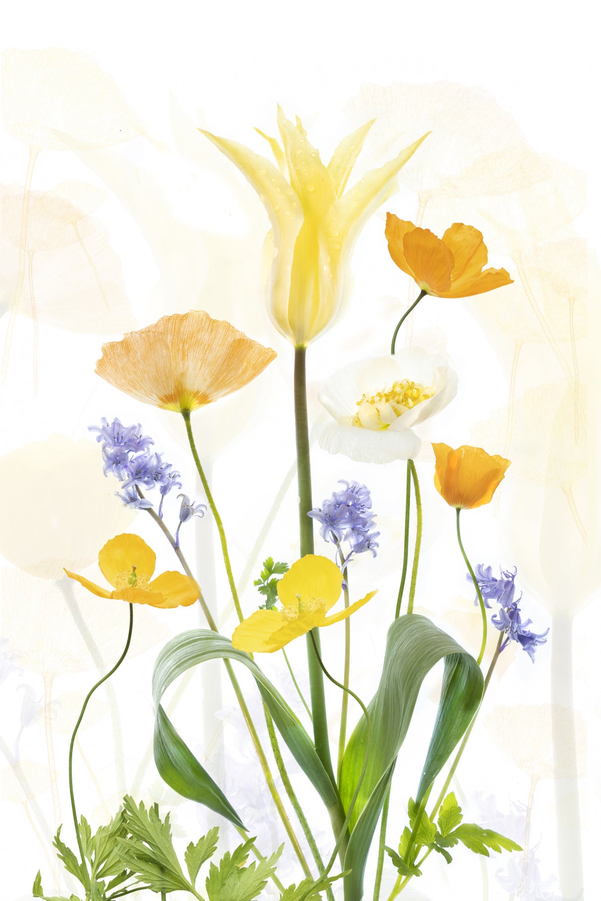 Spring Splendour Poster och Canvastavla