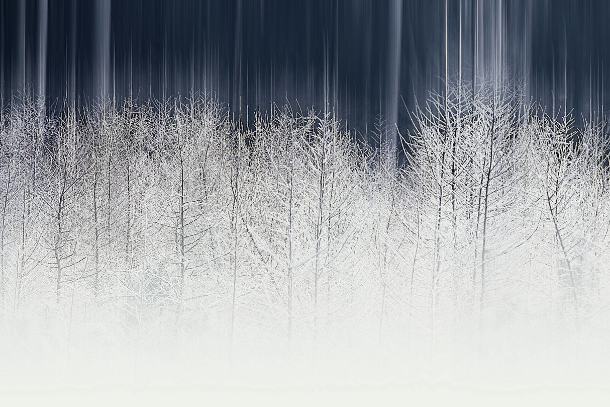 Winterfairy Poster och Canvastavla