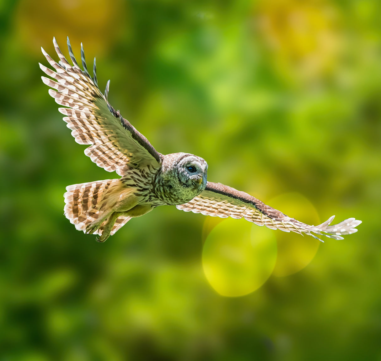 Barred Owl Poster och Canvastavla