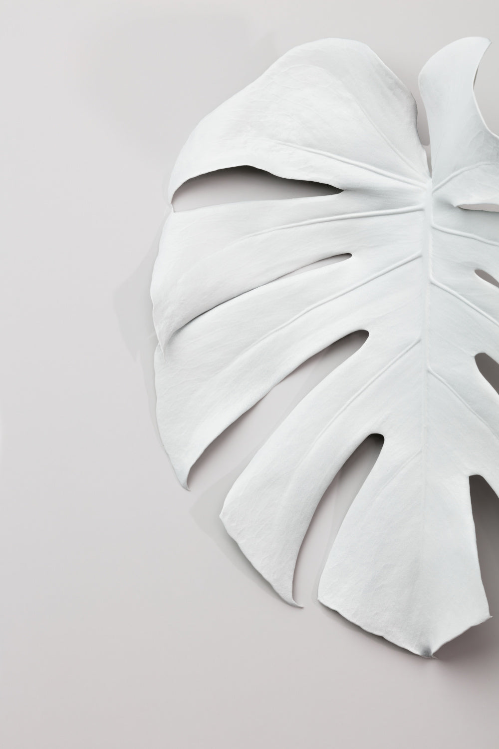 Monstera White 01 Poster och Canvastavla